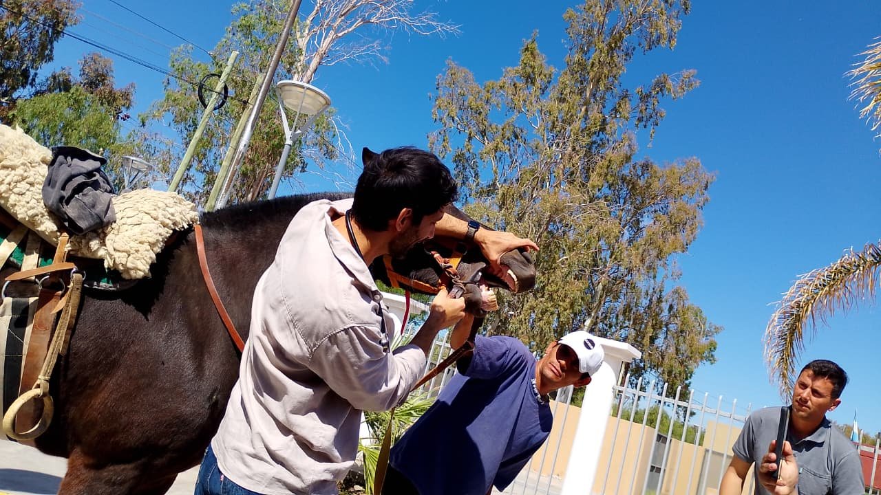San Martín realizó una jornada de capacitación sobre primeros auxilios en equinos