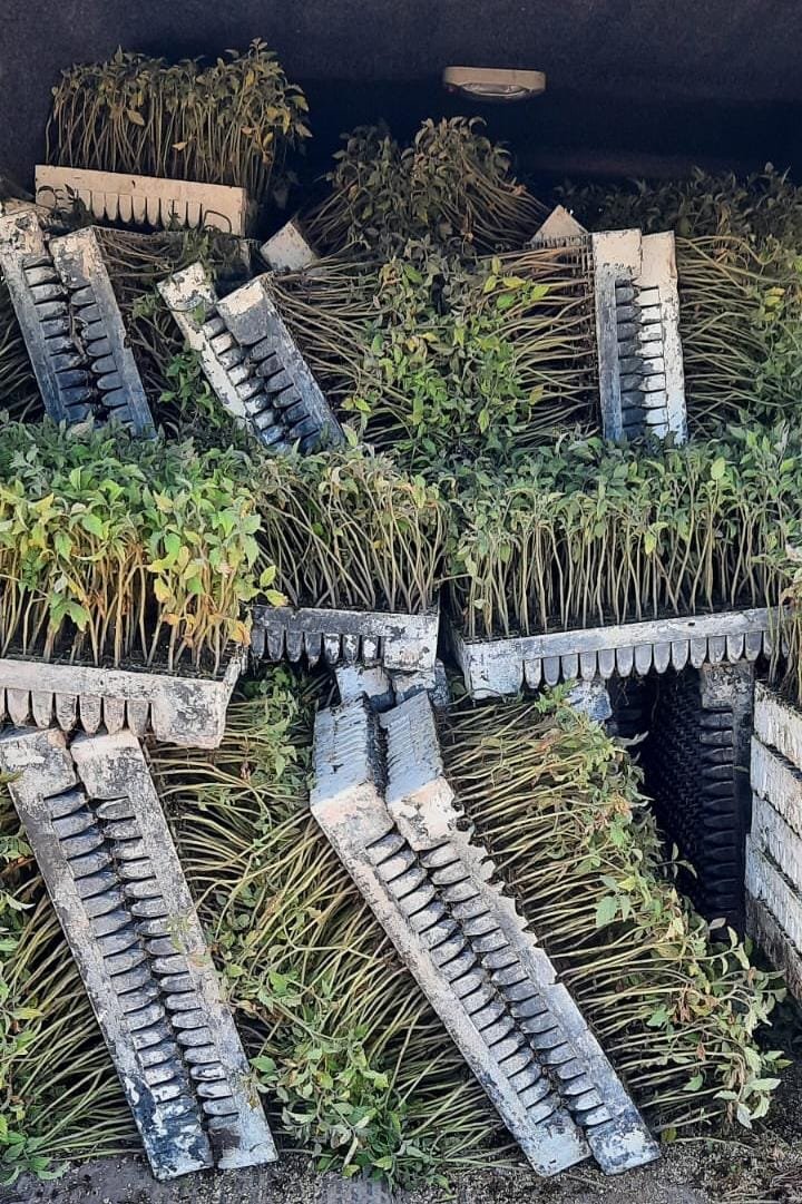 Nueva entrega de plantines de tomate fortalece la producción local en San Martín